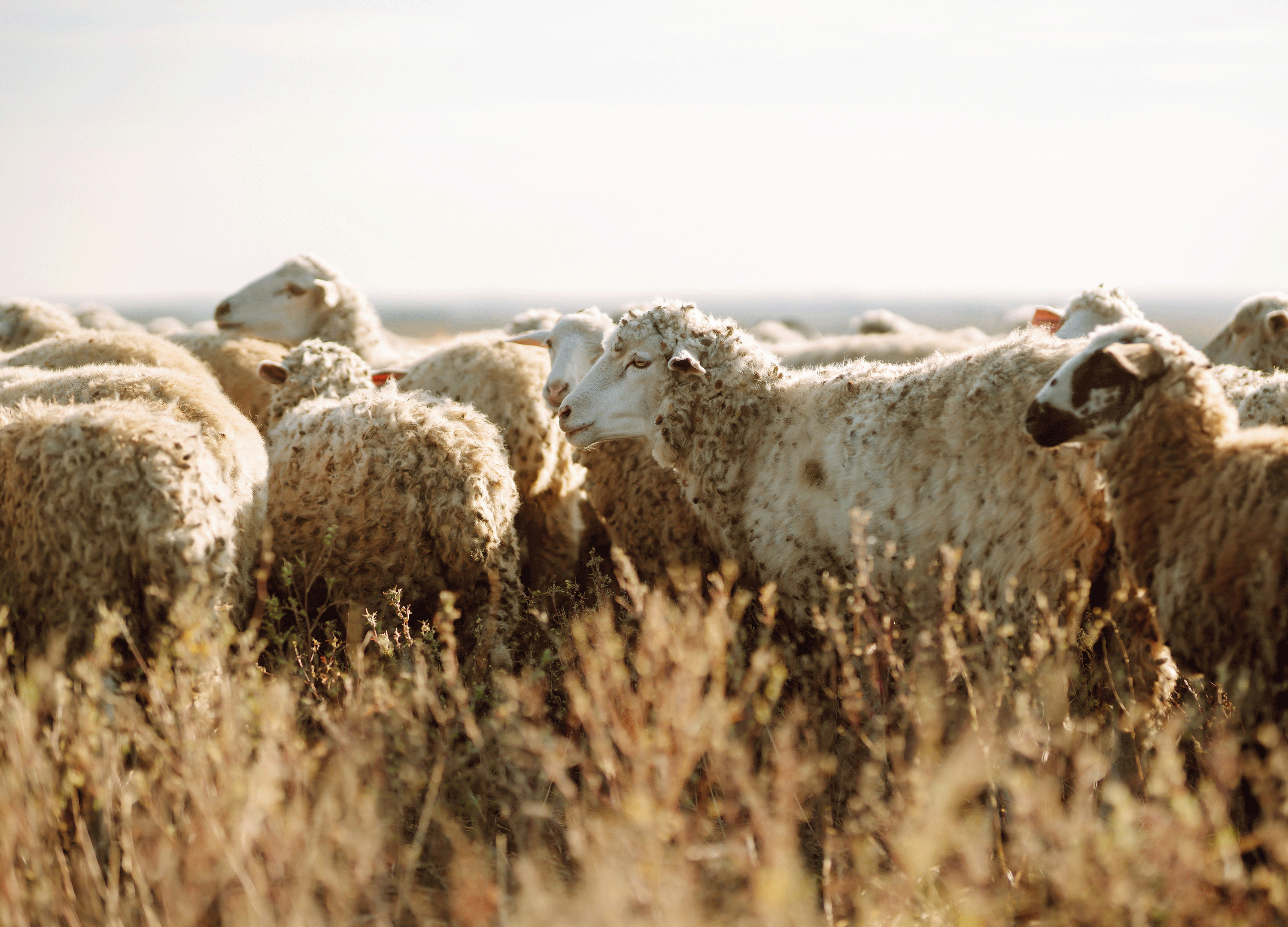 Redwood Region RISE - Catalyst Awardee - Fire Lines & Fiber Bioregions: A Regional Wool Industry Cluster